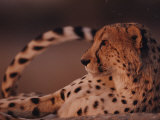 A Portrait of an African Cheetah Resting