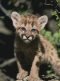 A Captive Mountain Lion Cub (Felis Concolor) Takes a Walk