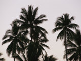 A Contrasty View of Silhouetted Palm Trees