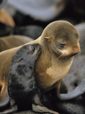 A Northern Fur Seal Pup Nuzzles its Mother