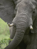 Close View of an African Elephant