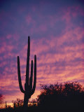 A Saguaro Cactus Silhouetted at Sunset