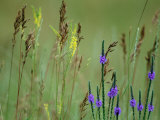 Prairie Grasses and Prairie Flowers
