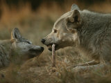 Gray Wolf Pup Begs an Adult for a Bone to Chew