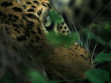 A Male Leopard Dozes During the Heat-Of-The-Day