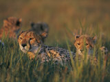 A Group of African Cheetahs Resting in the Grass