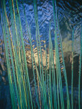 Grass Stems Set against the Rippled Surface of a Pond