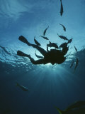 Fish Swim Around a Diver