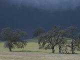 A Brooding Sky Looms over Oak Trees and Pastures