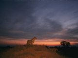An African Cheetah Stands Majestically on a Large Mound in Front of a Beautiful Sunset