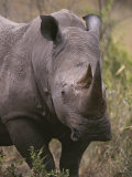 A Close View of a White Rhinoceros  Ceratotherium Simum