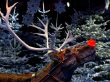 Rudolph with Your Nose So Bright  at Tivoli Gardens  Denmark
