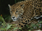 A Close View of a Captive Jaguar  Panthera Onca