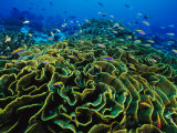 Fairy Basslet Fish (Gramma Loret) Dart Among Blooms of Lettuce Coral