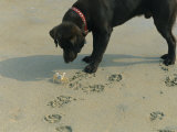 Crab Threatens a Curious Dog on the Beach near Duck