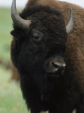 Portrait of an American Bison