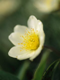 A Close View of a Wildflower in Yoho National Park