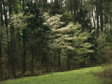 A Woodland View with Meadow and Blooming Trees in Spring