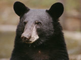 Portrait of a Black Bear