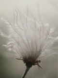 Close View of a Feathery Seed Pod