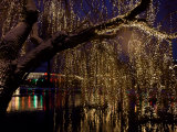Christmas at Tivoli Where Holiday Lights Brighten the Long Winter Night