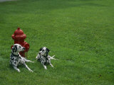 Two Dalmatians Sit on Green Grass near a Red Fire Hydrant
