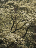 White+dogwood+tree+leaves