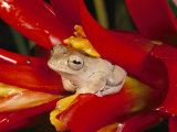 A Tree Frog Shelters in a Bromeliad