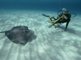 A Diver Swims Close to a Southern Stingray