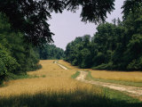 Trail Leading to Turkey Point in Elk Neck State Park