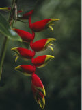 Close View of the Blossoms of a Heliconia Bird of Paradise Plant