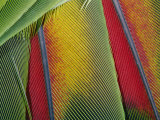 Extreme Close up of Bright Bird Feathers