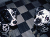Two Dalmatians Look up from a Black and White Checkered Kitchen Floor