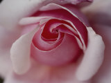 Close-up of a Rose