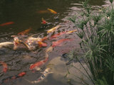 Koi Fish Feed at the Morikami Museum and Japanese Gardens