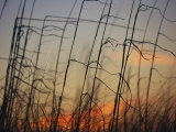 Tall Grasses Blowing in the Wind at Twilight
