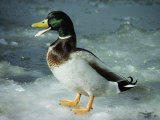 A Mallard Duck Standing on Ice