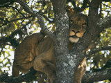 Lioness Resting in the Crotch of a Tree