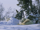 A Polar Bear Cub Peeks from a Snow Drift as Mother and Twin Cub Rest