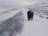 A Lone Bison Appears on a Long Stretch of Snow-Covered Road