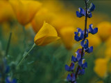 Close View of Mexican Poppies and Other Wildflowers