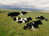 Holstein-Friesian Dairy Cows