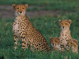 A Portrait of a Female African Cheetah and Her Three Cubs