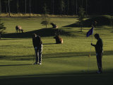 Two People Play Golf While Elk Graze on the Golf Course