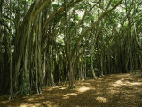 A Grove of Banyan Trees Send Airborn Roots Down to the Forest Floor