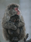 A Mother Snow Monkey  or Japanese Macaque  Holds Her Infant