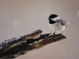 A Black-Capped Chickadee