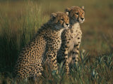 A Portrait of a Pair of Young African Cheetahs