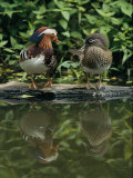 Male and Female Mandarin Ducks on a Log