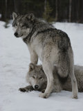 Gray Wolf Stands over a Pack Member Lying in Snow